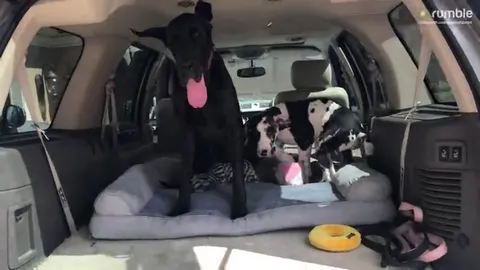 Ellie the Great Dane Teaches Young Mikey the Art of Safe Truck Climbing